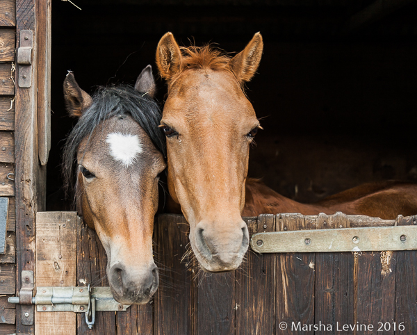 Caspian horses in Hilton, Cambridgehire