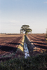 860831-119-29 Waterbeach Fen drainage ditch, Cambridgeshire