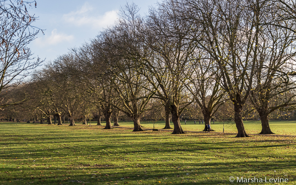 Avenue of Plane Trees on Jesus Green, Cambridge