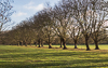 131201-4585 Avenue of Plane Trees on Jesus Green, Cambridge