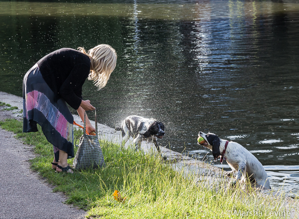 Exercising dogs in the River Cam