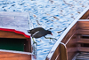 150303-7182 Moorhen crossing from punt to punt, River Cam