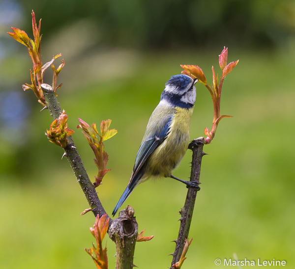 Blue Tit eating aphids from a rose, Cambridge