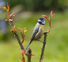 150430-7870 Blue Tit eating aphids from a rose, Cambridge