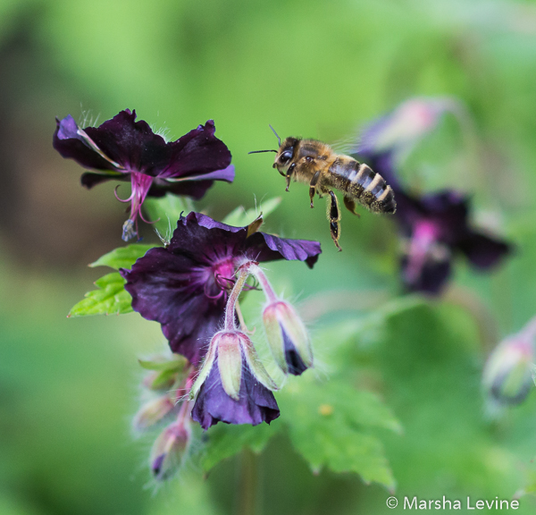 Honeybee about to land on a Widow's Cranesbill