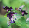 150519-8283 Honeybee about to land on a Widow's Cranesbill