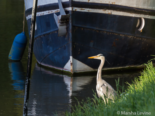 Grey Heron on the bank of the River Cam