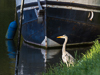 150520-8327 Grey Heron on the bank of the River Cam