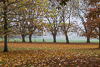 151102-2726 Cycling along the avenue of Plane Trees on Jesus Green, Cambridge