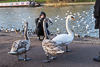 131227-4691 Young woman photographing swans, Jesus Green