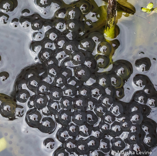 Self portrait in frog spawn