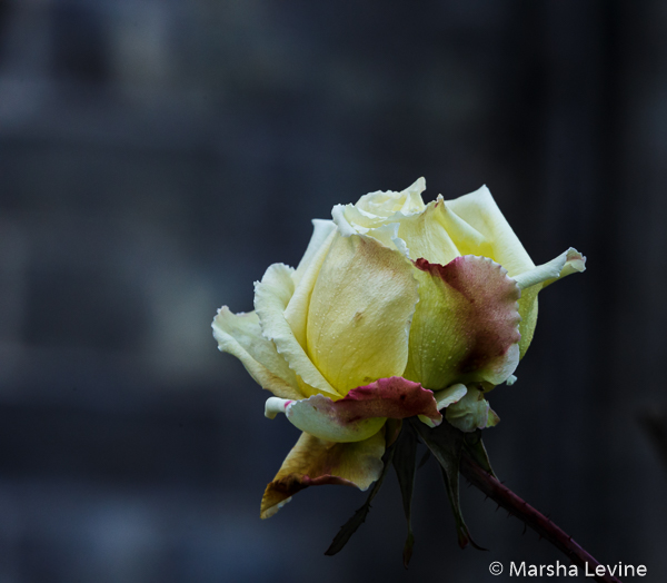 Unseasonal Rose blossoming near the River Cam, Cambridge