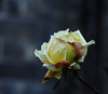 160317-4209 Unseasonal Rose blossoming near the River Cam, Cambridge