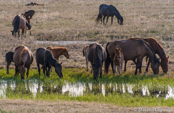 Kazakh horses drinking from a pool on the steppe