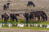 080509-4276 Kazakh horses drinking from a pool on the steppe