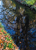 131201-4631 Trees reflected in Jesus Ditch, Cambridge