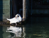 150118-6880 A Mute Swan in the River Cam