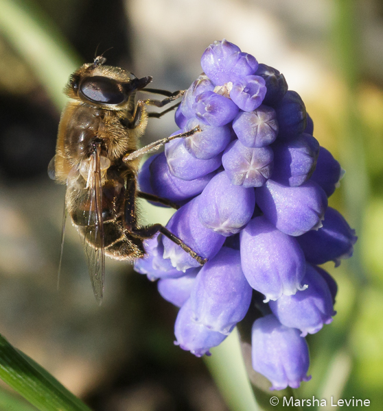 Common Drone Fly on a Grape Hyacinth flower, Cambridge
