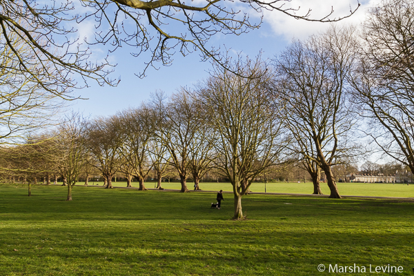 Lady walking her dogs across Jesus Green, Cambridge