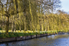 160327-4316 A view of the Fellows' Garden, Magdalene College, Cambridge