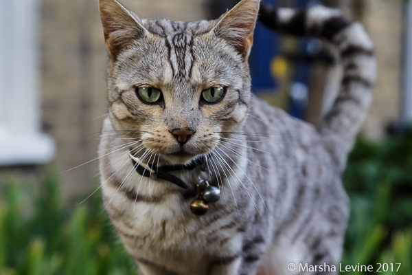 Cat coming to say hello, Cambridge