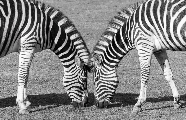 Chapman's Zebra (Equus quaggi chapmani)