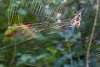 151009-2342 Garden Spider in its web, Cambridge.