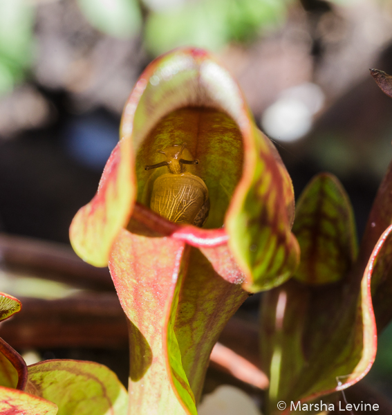 Snail crawling inside Purple Pitcher Plant