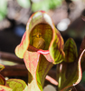 160826-6951 Snail crawling inside Purple Pitcher Plant