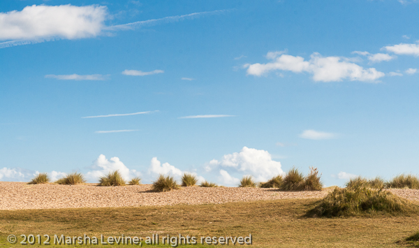 Marram Grass on Walberswick beach, Suffolk (UK)