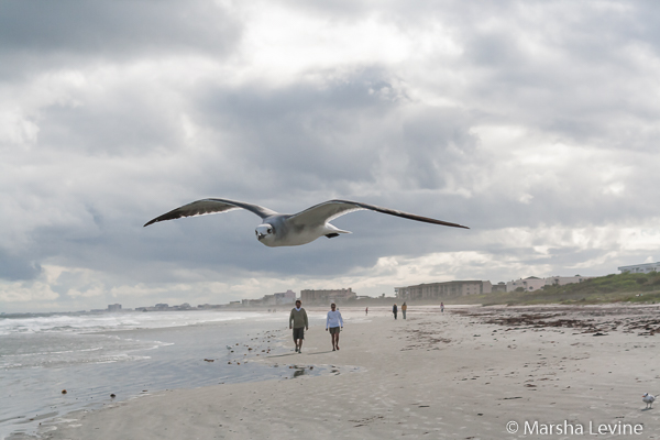 Seagull watching me on the beach (Cape Canaveral, Florida)