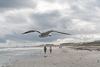 080104-3895 Seagull watching me on the beach (Cape Canaveral, Florida)