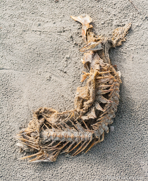 All that's left of a vulture's lunch, Cape Canaveral, Florida