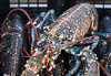090607-6592 Live lobsters at Paimpont market (Bretagne, France)