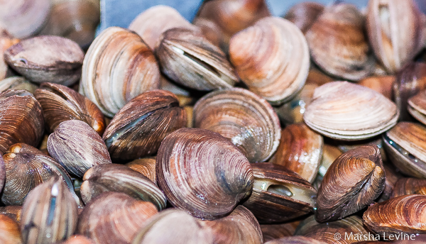 Quahogs or Hard Clams, Cape Canaveral, Florida