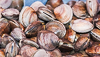 100930-8709 Quahogs or Hard Clams, Cape Canaveral, Florida