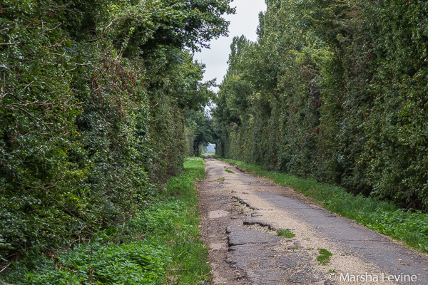 View down Long Drove, Ouse Washes, Cambridgeshire