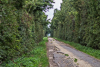 170823-1707 View down Long Drove, Ouse Washes, Cambridgeshire