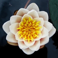Waterlily