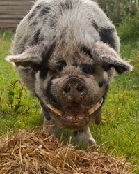 Kunekune Pig