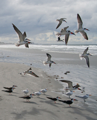 Royal Terns and Black Skimmers