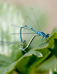 Azure damselflies